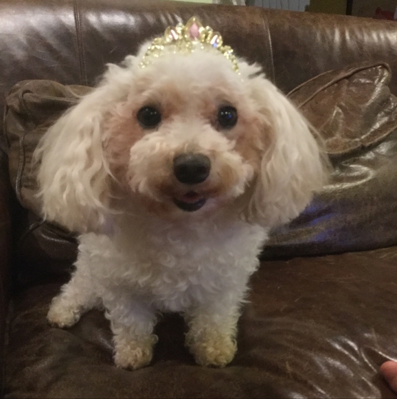 Meet your Posher, Kaitlin - Picture 5 of 5